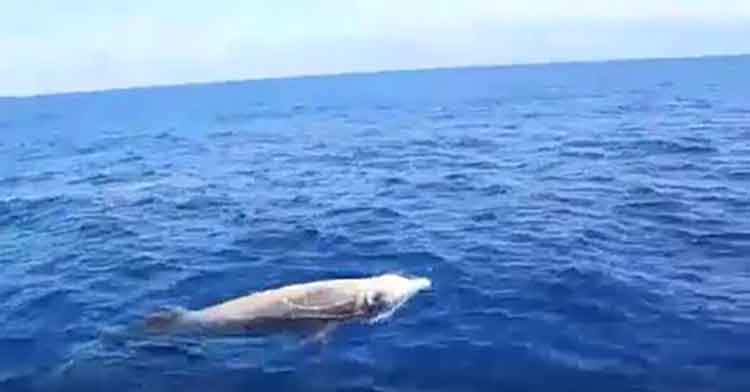 Cuvier's beaked whale spotted off the coast of Dbayeh | Source: Facebook/NadimKnaider 