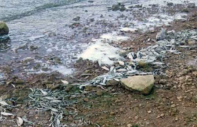Dead fish wahed up on the shores of Lake Qaraoun | Source: MTV 