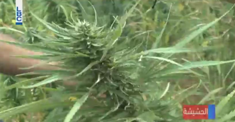 Farmer holds marijuana plant in Lebanon's Yammouneh | Source: LBCI 